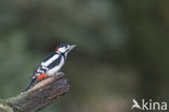 Grote Bonte Specht (Dendrocopos major)