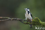 Grote Bonte Specht (Dendrocopos major)