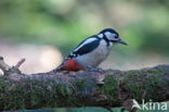 Grote Bonte Specht (Dendrocopos major)