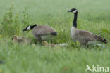 Grote Canadese gans (Branta Canadensis)