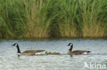 Grote Canadese gans (Branta Canadensis)