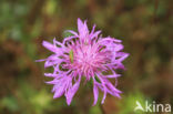 Grote centaurie (Centaurea scabiosa)