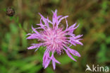 Grote centaurie (Centaurea scabiosa)