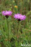 Grote centaurie (Centaurea scabiosa)