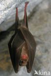 Greater Horseshoe Bat (Rhinolophus ferrumequinum)