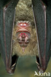 Greater Horseshoe Bat (Rhinolophus ferrumequinum)