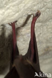 Greater Horseshoe Bat (Rhinolophus ferrumequinum)