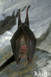 Greater Horseshoe Bat (Rhinolophus ferrumequinum)