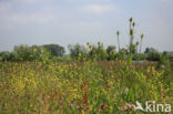 Grote kaardebol (Dipsacus fullonum)