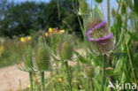 Grote kaardebol (Dipsacus fullonum)