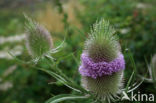 Grote kaardebol (Dipsacus fullonum)