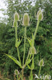 Grote kaardebol (Dipsacus fullonum)