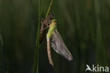 Grote keizerlibel (Anax imperator)