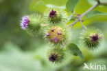 Greater Burdock (Arctium lappa)