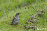 Grote Lijster (Turdus viscivorus)