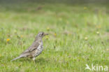 Grote Lijster (Turdus viscivorus)