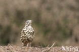 Grote Lijster (Turdus viscivorus)