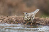 Grote Lijster (Turdus viscivorus)