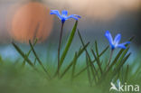 Glory-of-the Snow (Scilla siehei)