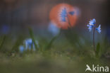 Glory-of-the Snow (Scilla siehei)