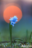 Glory-of-the Snow (Scilla siehei)