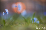 Glory-of-the Snow (Scilla siehei)