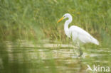 Great Heron (Ardea alba)