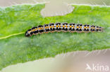 Ethmia bipunctella