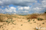 Grove den (Pinus sylvestris)