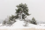 Scots Pine (Pinus sylvestris)