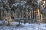 Scots Pine (Pinus sylvestris)