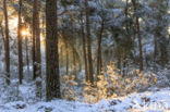 Scots Pine (Pinus sylvestris)