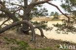 Scots Pine (Pinus sylvestris)