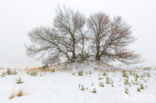 Scots Pine (Pinus sylvestris)