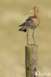 Grutto (Limosa limosa)