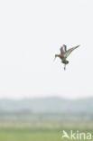 Grutto (Limosa limosa)