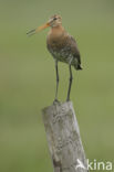 Grutto (Limosa limosa)