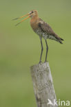 Grutto (Limosa limosa)