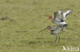 Grutto (Limosa limosa)