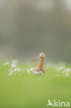 Grutto (Limosa limosa)