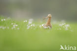 Grutto (Limosa limosa)