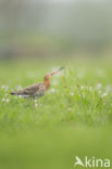 Grutto (Limosa limosa)