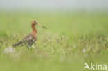 Grutto (Limosa limosa)