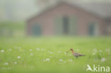 Grutto (Limosa limosa)