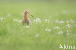 Grutto (Limosa limosa)