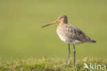 Black-tailed Godwit (Limosa limosa)