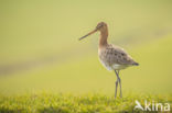 Black-tailed Godwit (Limosa limosa)