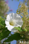 Hedge Bindweed (Convolvulus sepium)