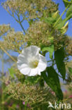 Hedge Bindweed (Convolvulus sepium)