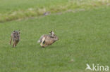 Brown Hare (Lepus europaeus)